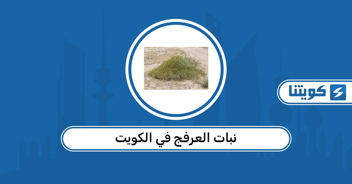 نبات العرفج في الكويت
